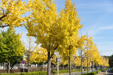 道路沿いの黄葉しているイチョウ並木 4