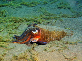 Cuttlefish