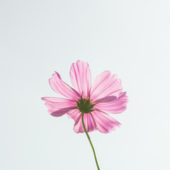 Cosmos flower pink sky background