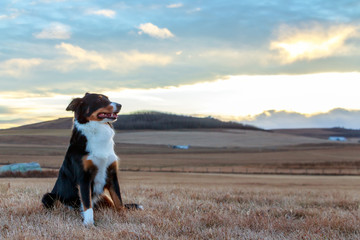 Border Collies Cool