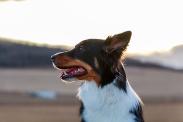 Border Collies Look Away