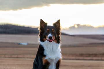 Border Collies Tongue Come Out