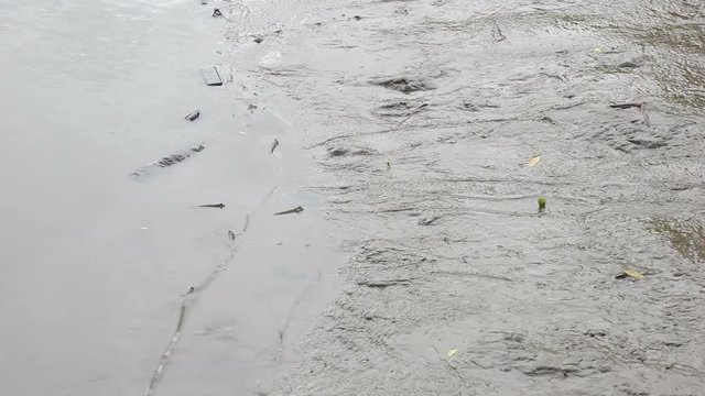 mudskipper or amphibious fish in the mud
