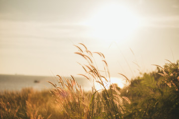 Fototapeta premium Grass with the sun falling on the sea.