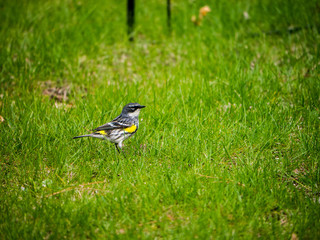 Yellow-rumped Warbler on lawn in summer