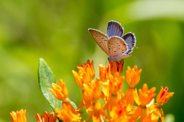 Eastern Tailed Blue Butterfly on Butterfly Weed #1