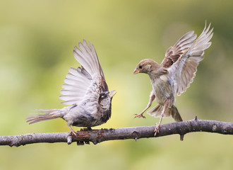 Two fun angry birds waving feathers and argue on a branch in spring Park