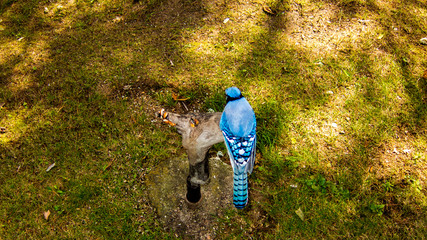 Blue Jay on branch by lake