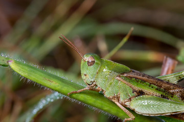 Slightly dewed grasshopper