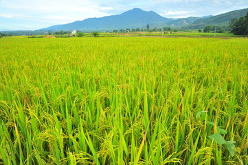 Rice Paddy Fields at Countryside