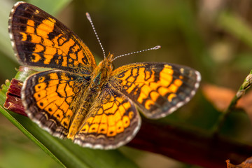 Pearl Crescent on grass