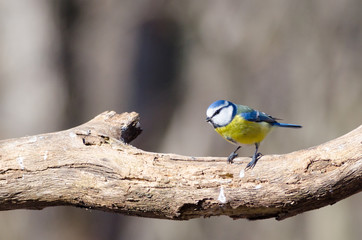 Eurasian blue tit (Cyanistes caeruleus)