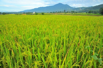 Rice Paddy Fields at Countryside