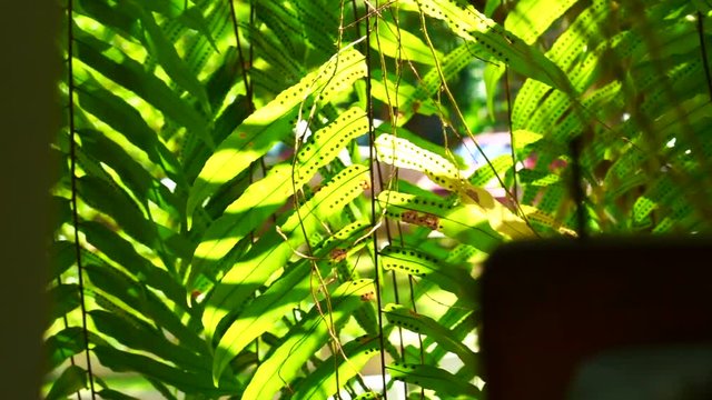 Drynaria quercifolia, Oakleaf fern. Green tropical hanging special basket kind of fern