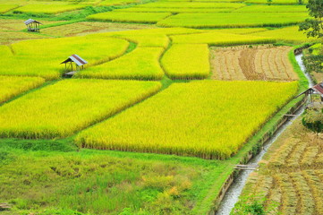 Rice Paddy Fields at Countryside