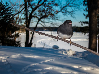 Dark-Eyed Juncoon branch in winter snow by frozen lake