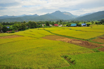 Rice Paddy Fields at Countryside