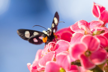 Eight Spots on Kalenchoe #4