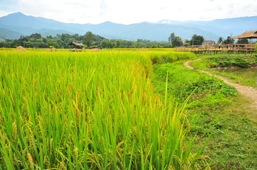 Fototapeta premium Rice Paddy Fields at Countryside