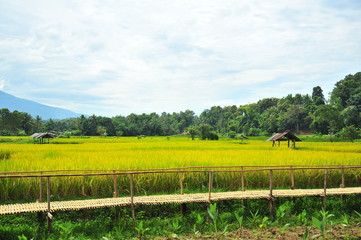 Fototapeta premium Rice Paddy Fields at Countryside