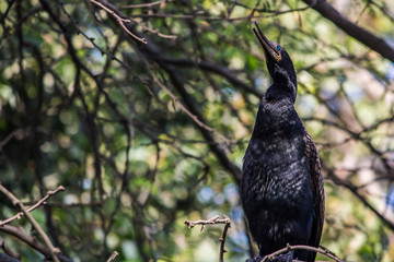 Indian Cormorant