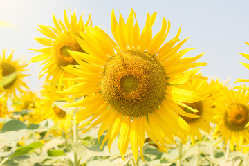 Sunflower blooming sun