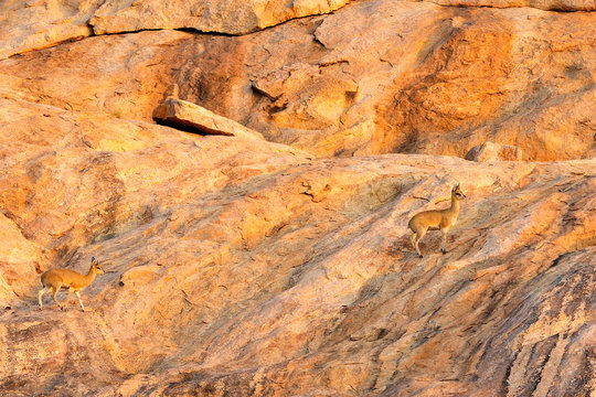 Klippspringer on rocks