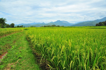 Fototapeta na wymiar Rice Paddy Fields at Countryside