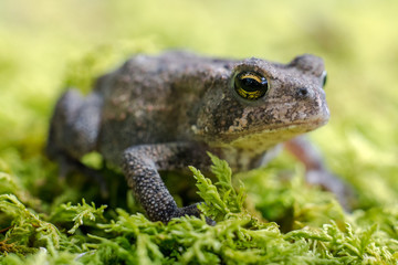 Toad on Moss #2