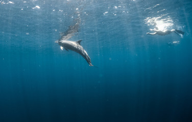 Dolphin in the ocean with the freedivers