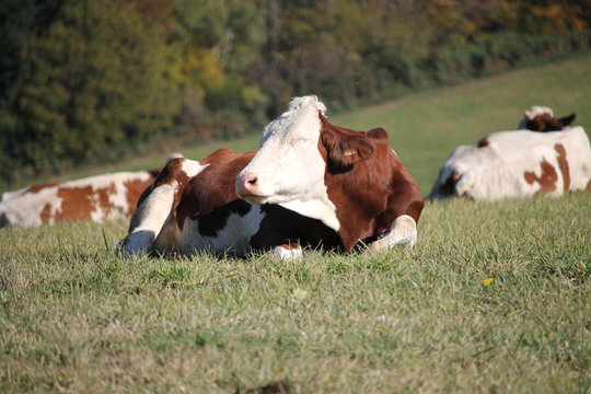 Vache Montb&eacute;liarde
