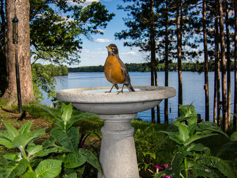 American Robin In Bird Bath By Lake