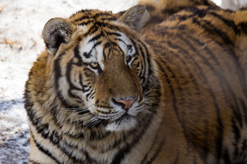 Siberian Tiger in Harbin, China