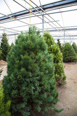 Selection of Christmas trees