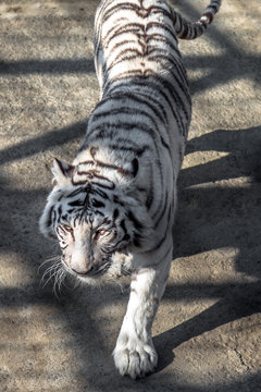 A White Tiger in Harbin, China. 
