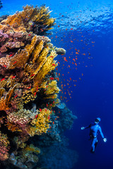 Underwater shot of the lady free diver ascending along the vivid coral reefs. Red Sea, Egypt