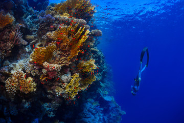 Freediver descending along the vivid reef wall. Red Sea, Egypt