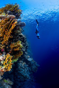 Naklejki Freediver descending along the vivid reef wall. Red Sea, Egypt