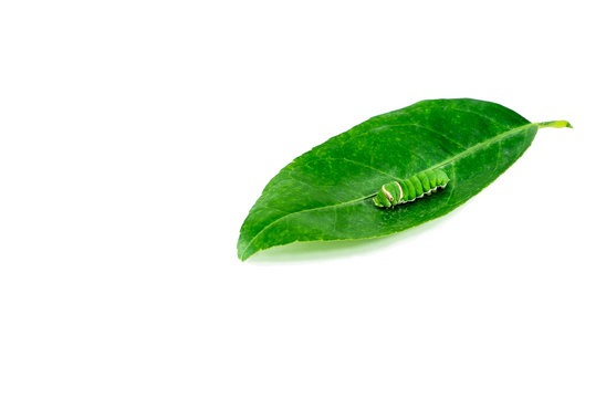 Caterpillar. green worm and the leaf tree isolated on white background .