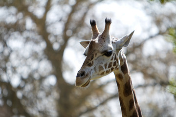 Head shot of a Giraffe. Shot at the Woodland Zoo in Seattle, Washington (US)