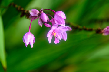 Wild Orchid, Lilac flower on green background
