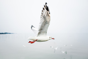 soft focus Seagulls are flying in to feed . The foraging birds Blur focus motion.