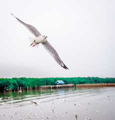 soft focus Seagulls are flying in to feed . The foraging birds Blur focus motion.