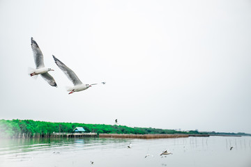 Blurred Background Seagulls are flying in to feed . The foraging birds Blur focus motion.