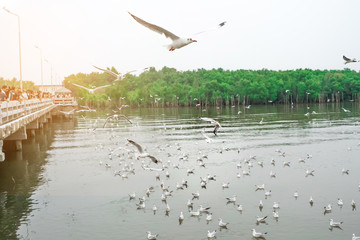 soft focus Seagulls are flying in to feed . The foraging birds Blur focus motion.