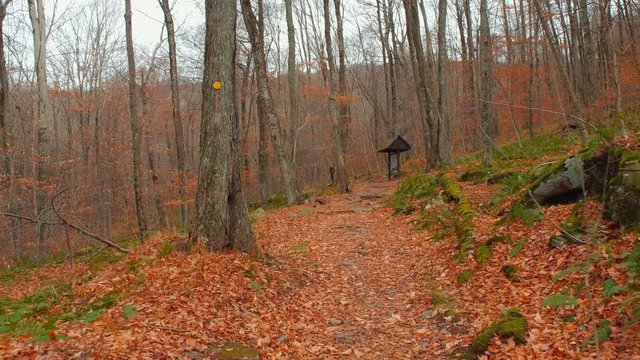 Stock motion footage of a hiking trail Catskill Mountains