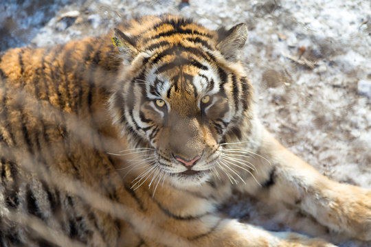 The beautiful look of a Tiger behind the fence in Harbin, China. 