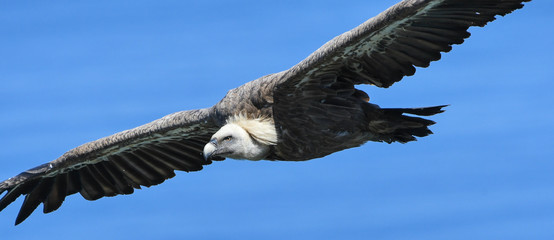 Griffon vulture the true wind power