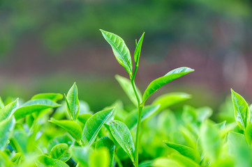 Fototapeta na wymiar Tea bud and leaves on background. Tea plantations, Kerala, Idukki district, India