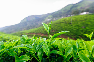 Tea bud and leaves on background. Tea plantations, Kerala, Idukki district, India